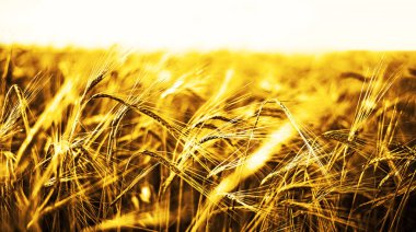 buğday kulaklarını günbatımı
