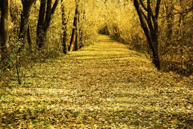 eski kayın ağacı ile orman