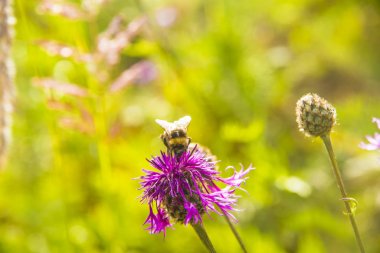  Büyük Knapweed çiçek arıya. 