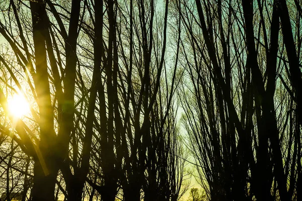 나무 줄기의 silhoueetes — 스톡 사진