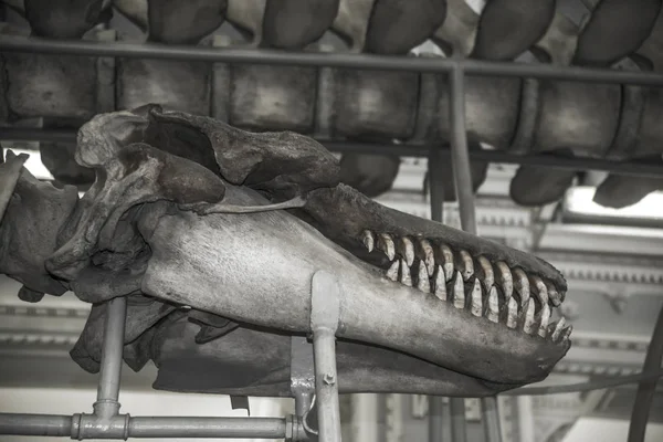 Fossiliserade Dinosaurieskelett Ett Museum Tyrannosaurus Rex Skalle Rex — Stockfoto
