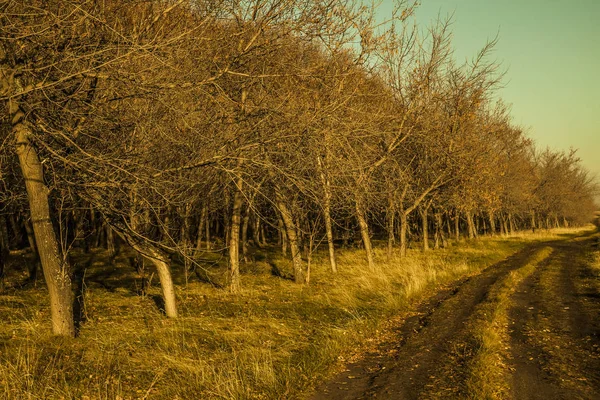 País estrada terrestre com árvores — Fotografia de Stock