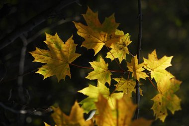 Sarı akçaağaç yaprakları