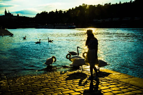 Young woman with  Swans — Stock Photo, Image