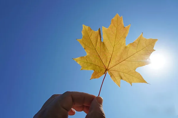 Mão segurando folha de bordo amarelo — Fotografia de Stock