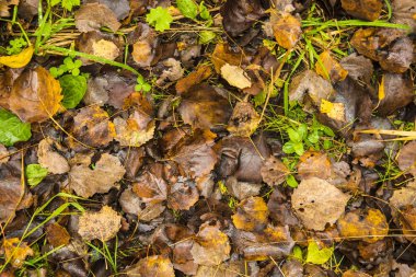 kahverengi ve sarı ıslak yapraklar