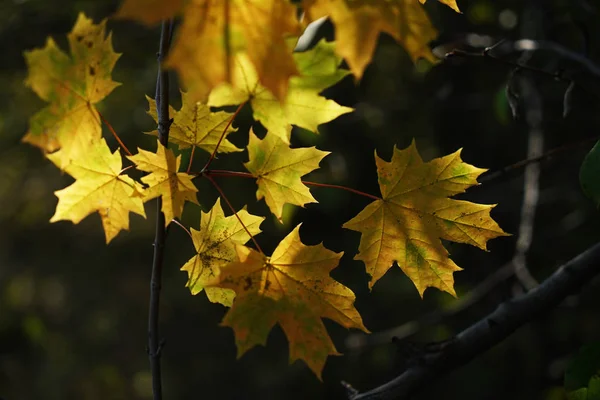 Sarı akçaağaç yaprakları