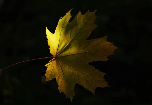 Gele herfst esdoornblad — Stockfoto