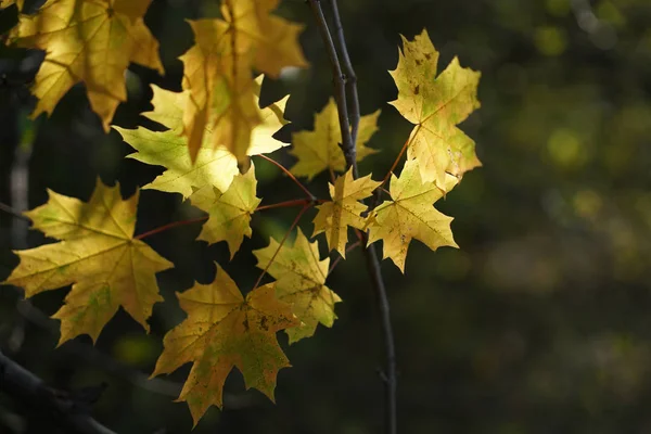 Sarı akçaağaç yaprakları