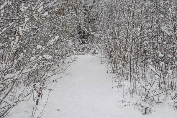 Zugefrorener Winterwald — Stockfoto