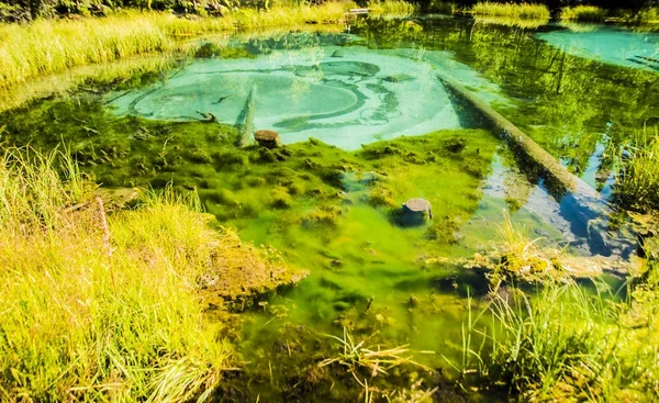 Lake is in the middle of the forest. — Stock Photo, Image