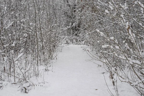 Zugefrorener Winterwald — Stockfoto