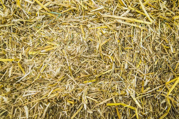 Dry yellow straw texture — Stock Photo, Image