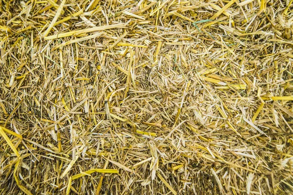 Dry yellow straw texture — Stock Photo, Image