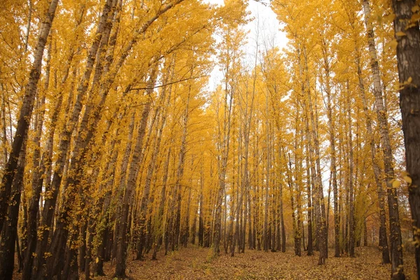 Arbres d'automne colorés — Photo