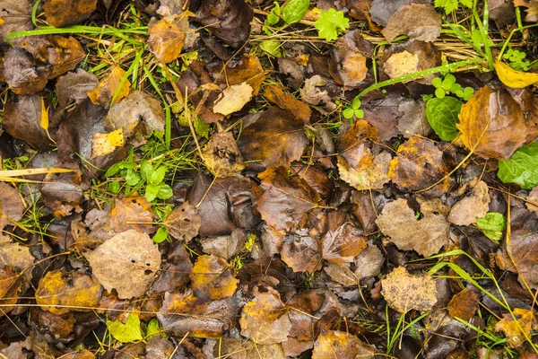 Feuilles humides brunes et jaunes — Photo