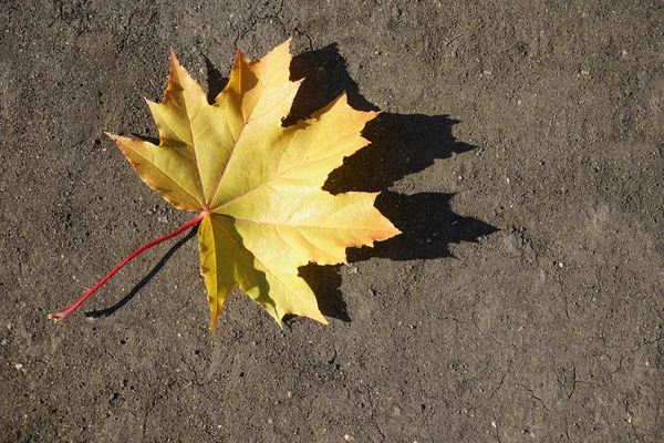 Één, alleen gele Herfstblad — Stockfoto