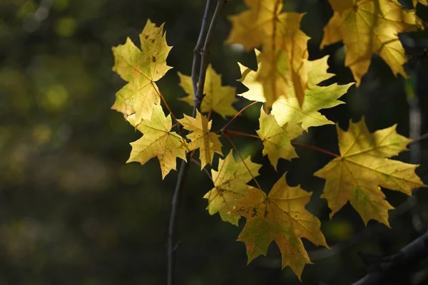 Sarı akçaağaç yaprakları