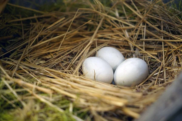 Üç kuş yumurta yuvada — Stok fotoğraf