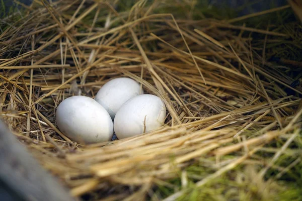 Tres huevos de ave en el nido —  Fotos de Stock