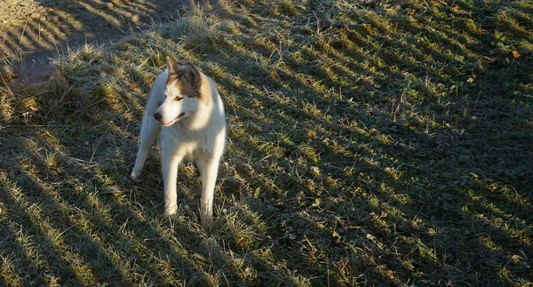 Σιβηρία σκύλος χάσκεϋ για την πράσινη χλόη — Φωτογραφία Αρχείου