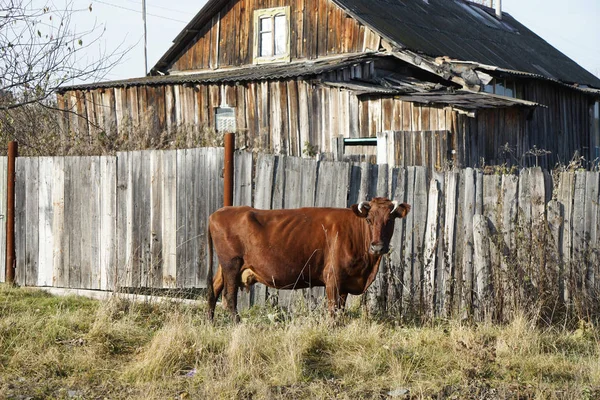 cow against wooden fence