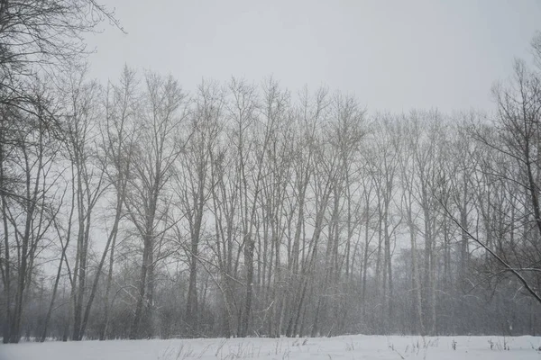 Сильний снігопад і хуртовинаweather forecast — стокове фото