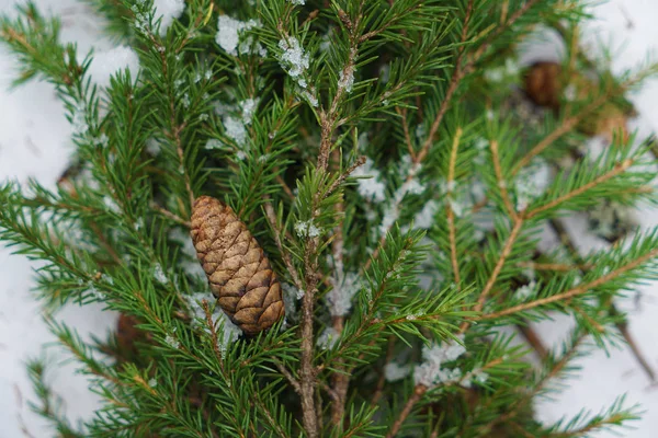 Fir tree branch on snow. — Stock Photo, Image