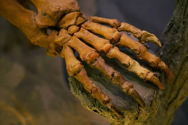 Huesos del brazo de mamífero —  Fotos de Stock