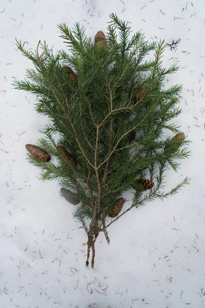 Větev stromu jedle na sněhu. — Stock fotografie
