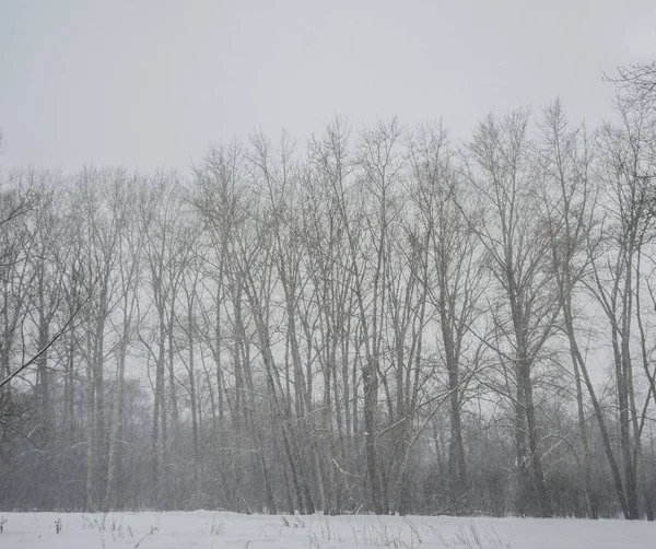 Сильний снігопад і хуртовинаweather forecast — стокове фото