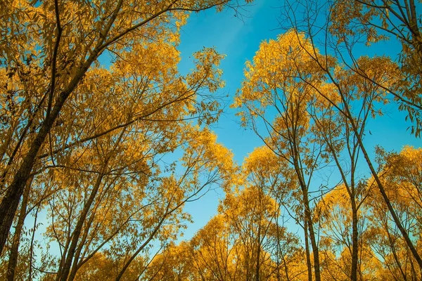 Липа с желтыми листьями — стоковое фото