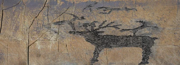 Animal on stone wall — Stock Photo, Image