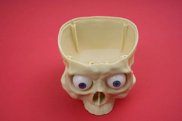 Пластиковый человеческий череп — стоковое фото