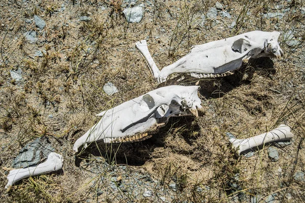 Skull and bones of a horse — Stock Photo, Image