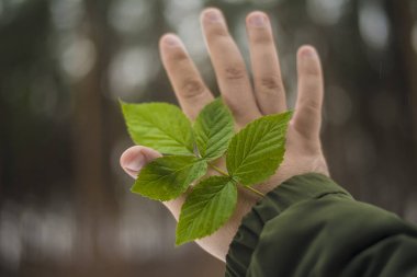 Yaprak yandan yeşil 
