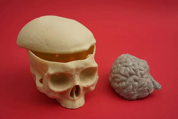 Modello di cranio con cervello visibile — Foto Stock