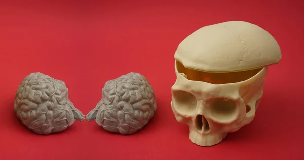 Modell av en skalle med synliga hjärna — Stockfoto
