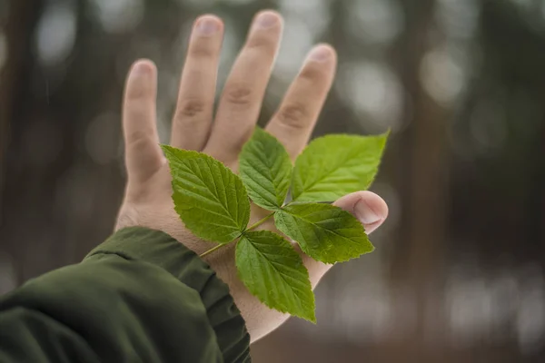 Hoja verde en la mano —  Fotos de Stock