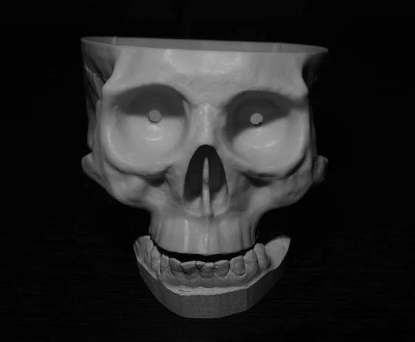 Cranio e mascella umani — Foto Stock