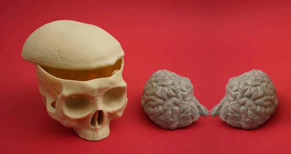 Model lebky s viditelným mozku — Stock fotografie