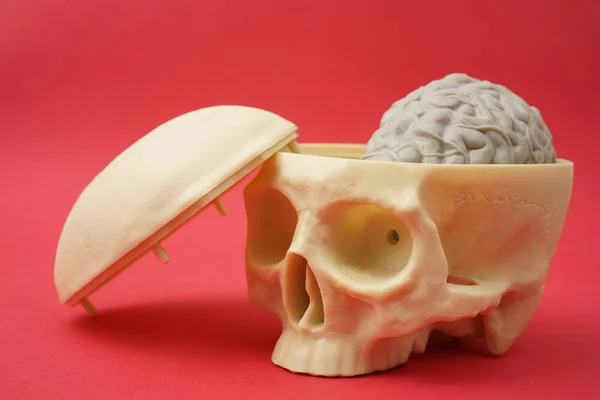 Model van een schedel met zichtbare hersenen — Stockfoto