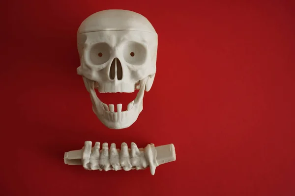 Anatomia ciała ludzkiego. Zęby czaszki i kręgosłupa. Isola układu kostnego — Zdjęcie stockowe