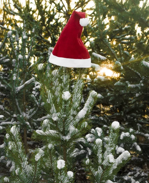 Kış Tatili Noel Yeni Yıl Sembolü Santa Claus Şapka Noel — Stok fotoğraf