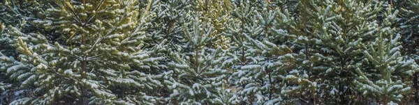 Schnee Bedeckte Weihnachtswälder Schnee Bedeckte Bäume Und Blauer Himmel Helle — Stockfoto