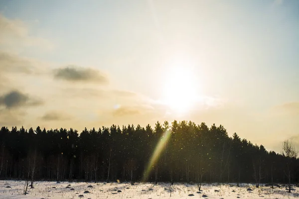 Sfondo Tramonto Una Foresta Invernale Neve Fresca — Foto Stock