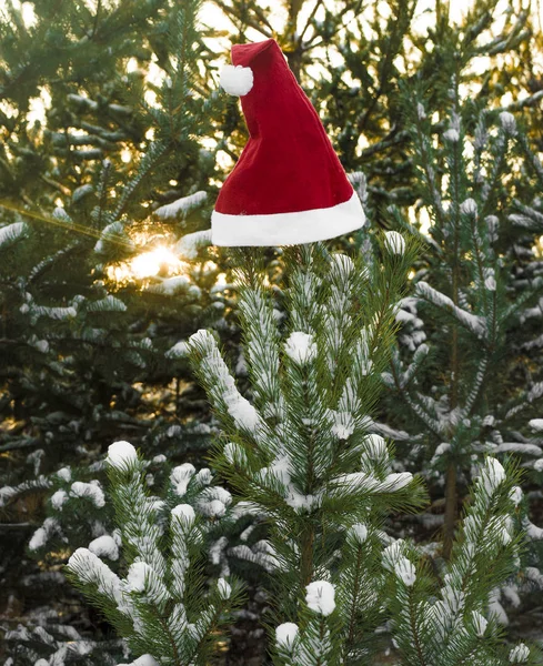 Symbolem Święta Boże Narodzenie Nowy Rok Czapka Świętego Mikołaja Choince — Zdjęcie stockowe