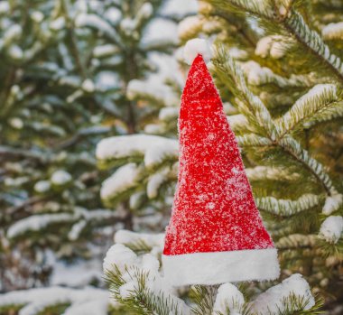 kış tatili, Noel ve yeni yıl. Noel Baba ve Noel ağacı şapka. Kar dalları üzerinde şapka