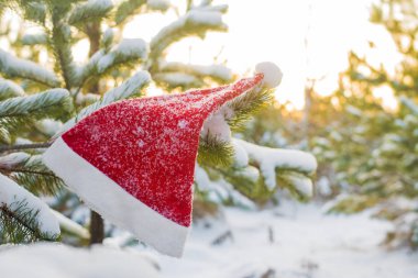 kış tatili, Noel ve yeni yıl. Noel Baba ve Noel ağacı şapka. Kar dalları üzerinde şapka