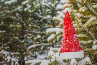 kış tatili, Noel ve yeni yıl. Noel Baba ve Noel ağacı şapka. Kar dalları üzerinde şapka